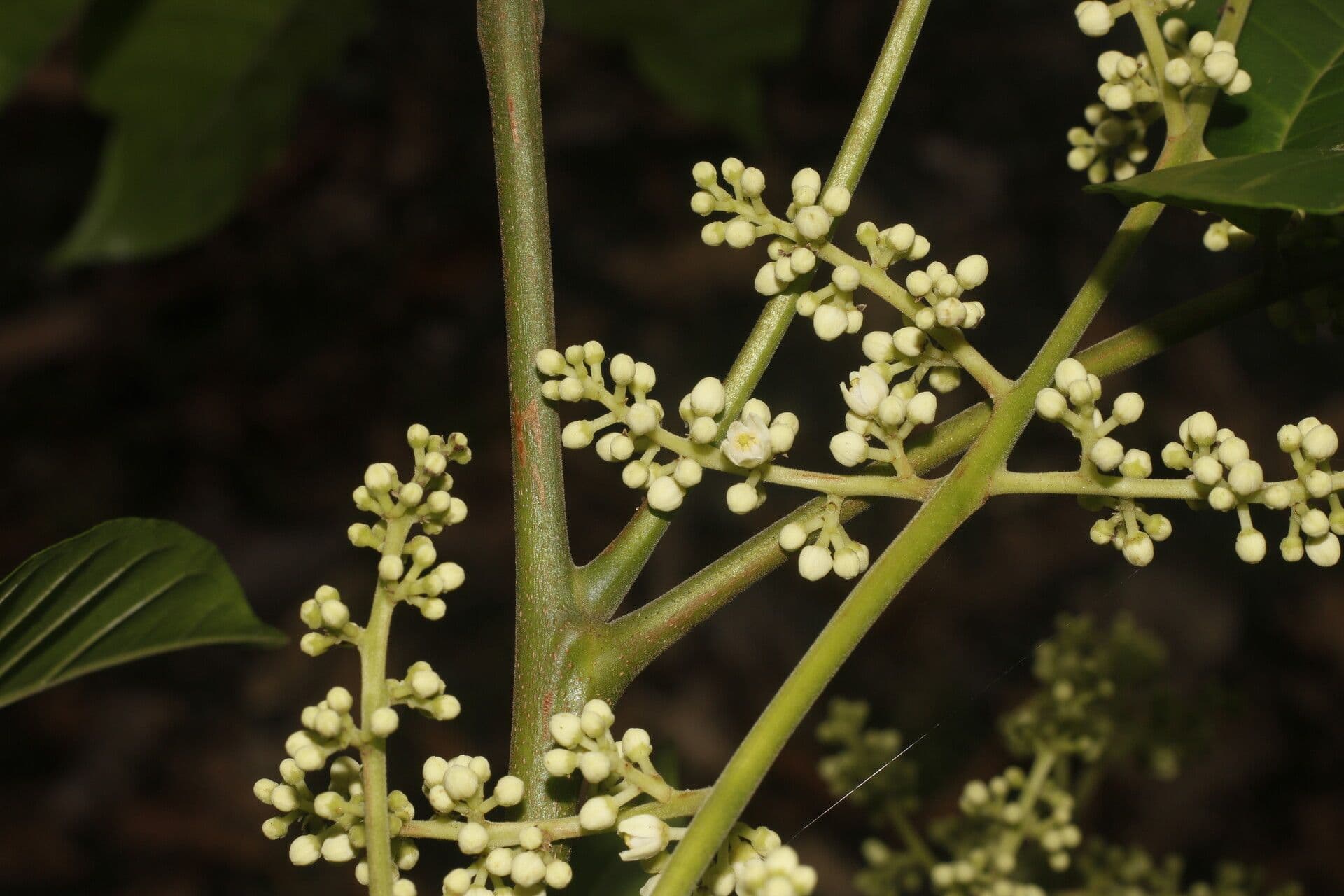 Trichilia martiana 9