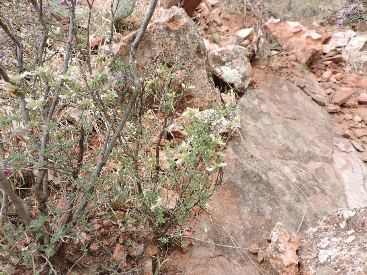Dalea formosa 7