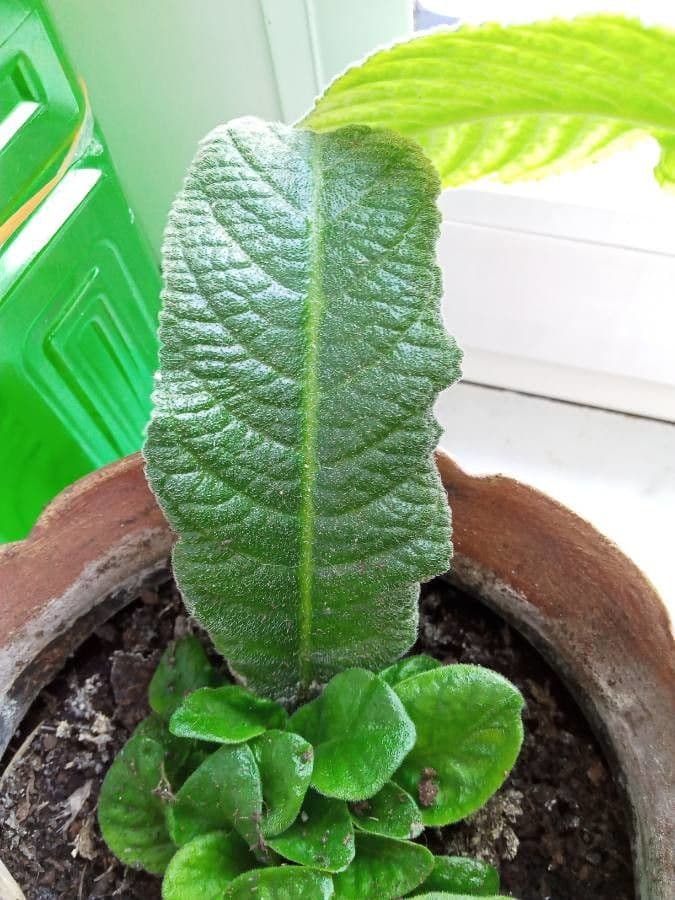 Primula del Capo 10