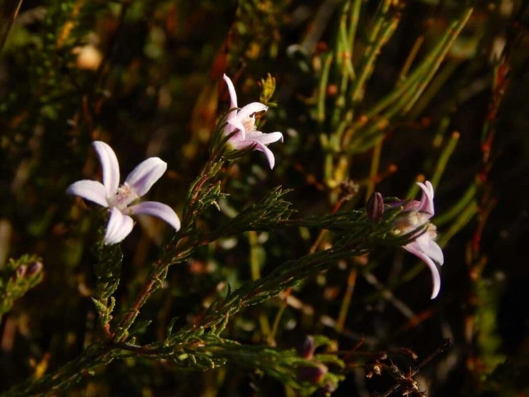 Philotheca