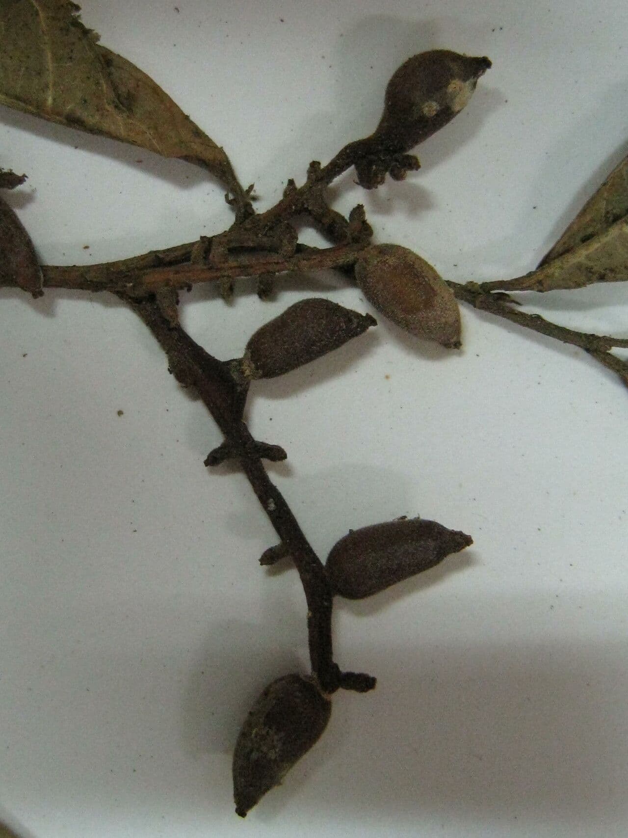 Sorocea 4