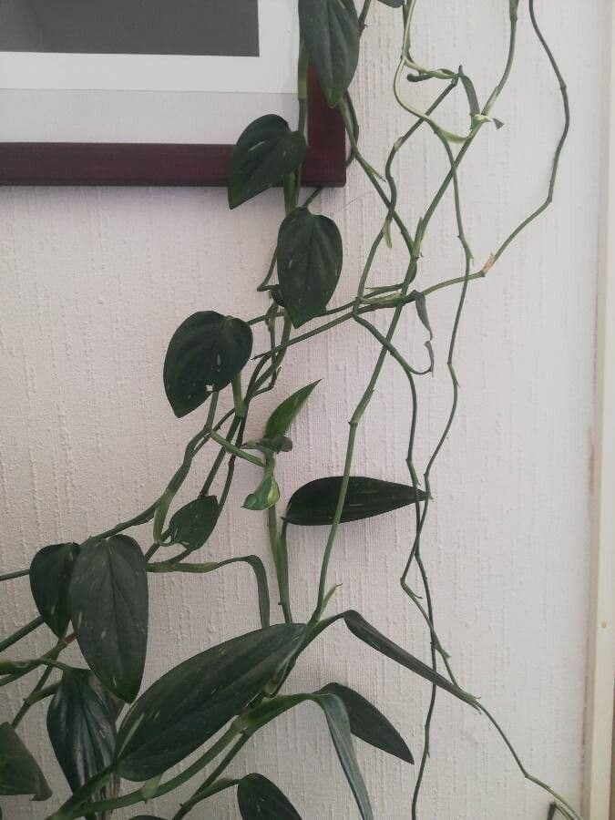 Monstera 10