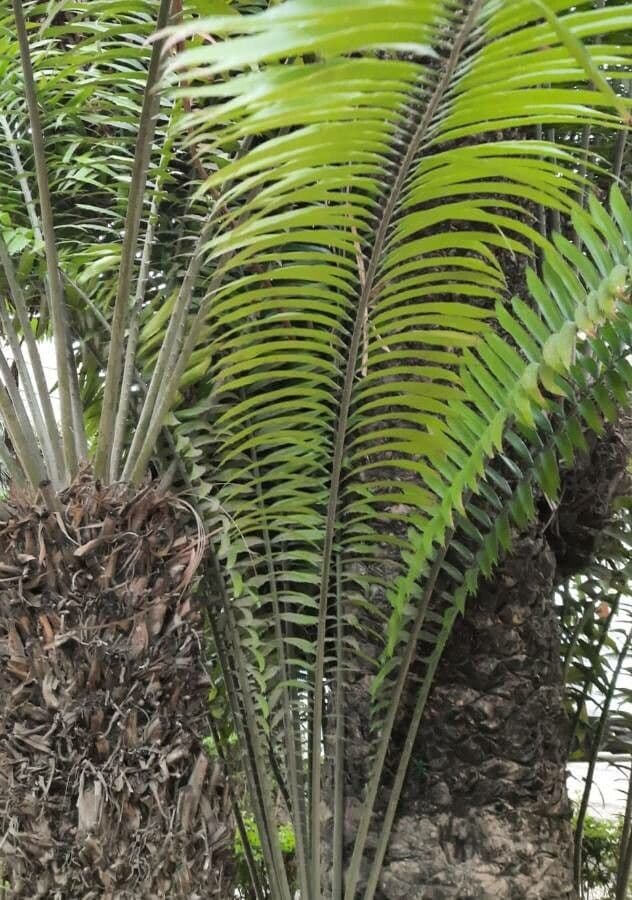 Encephalartos 6