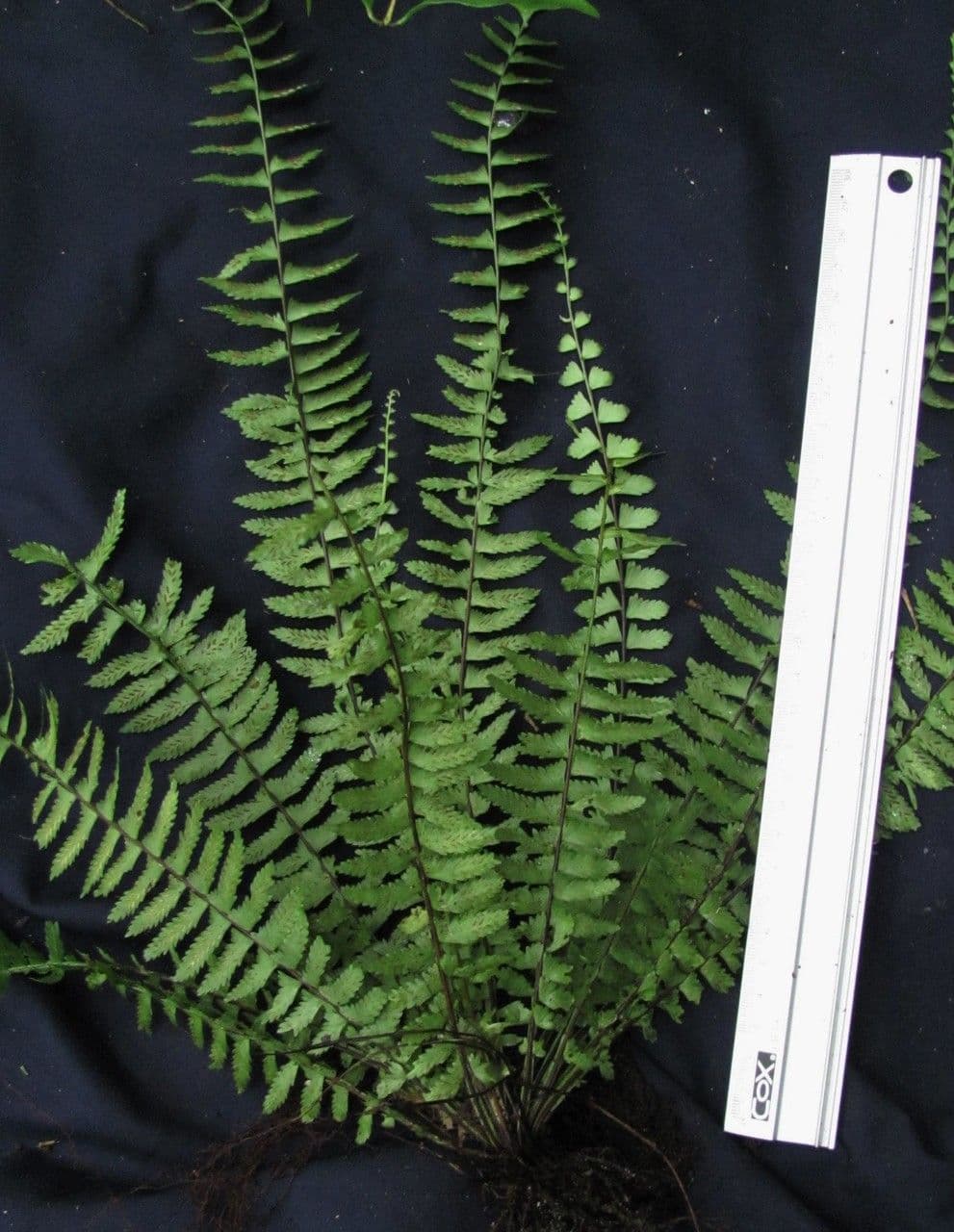 Asplénium ptéropus 4