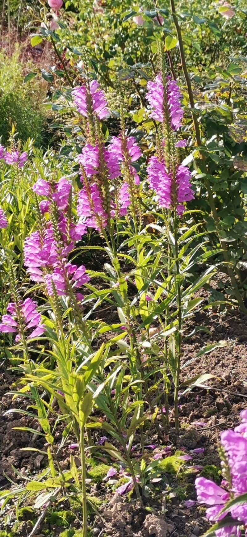 Physostegia virginiana 14