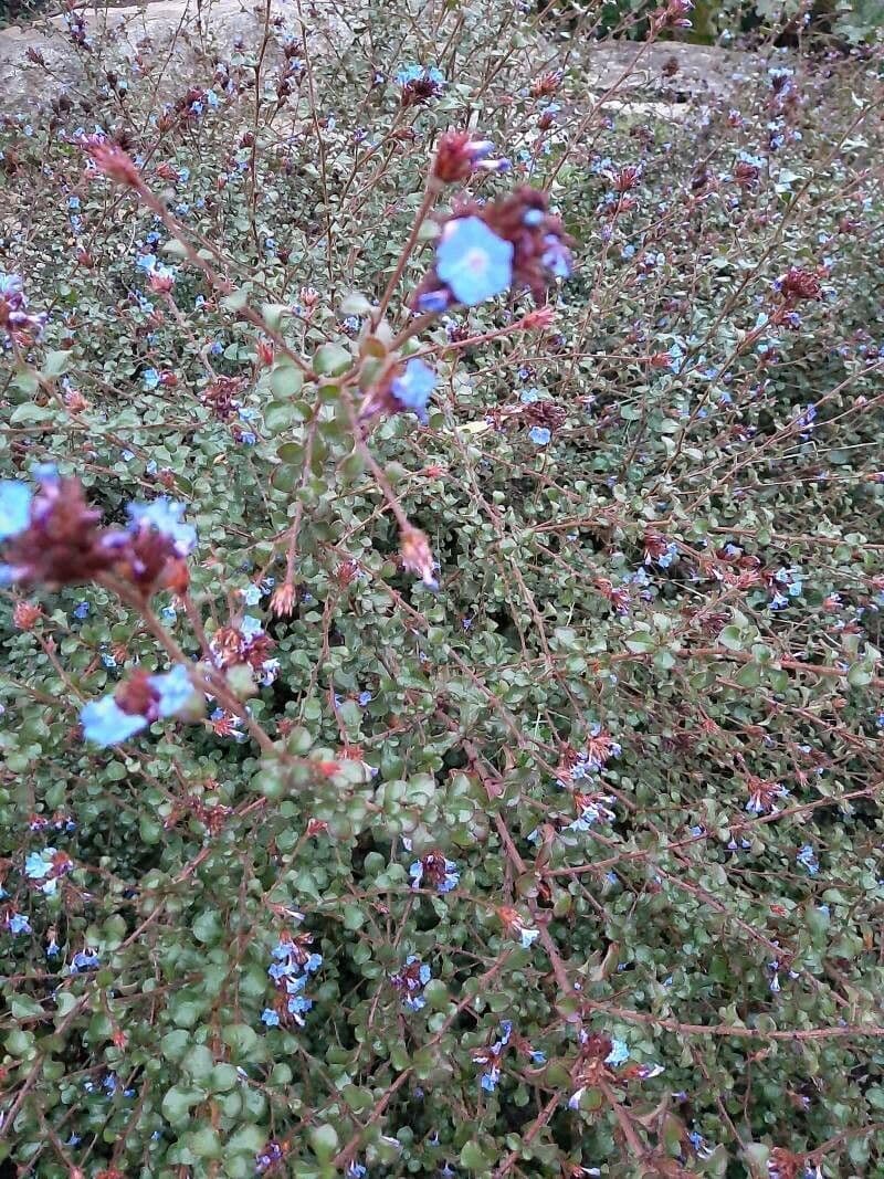 Ceratostigma 3