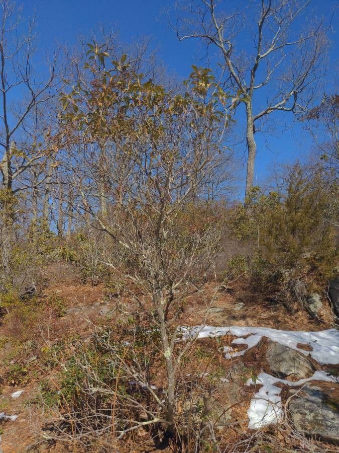 Kalmia szerokolistna 15