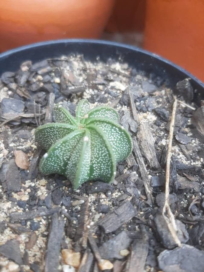 Cactus testa di capra 13