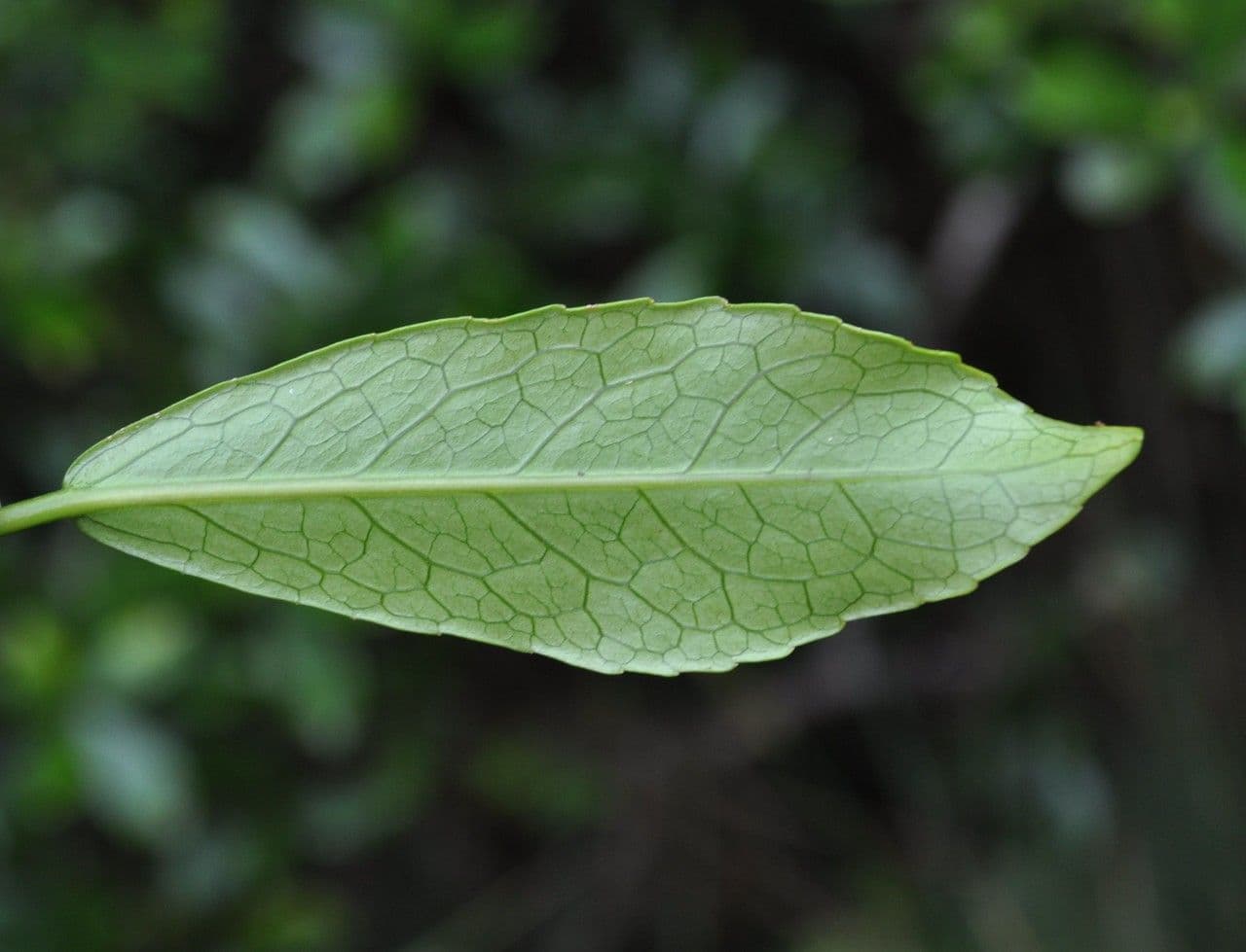Claoxylon 8