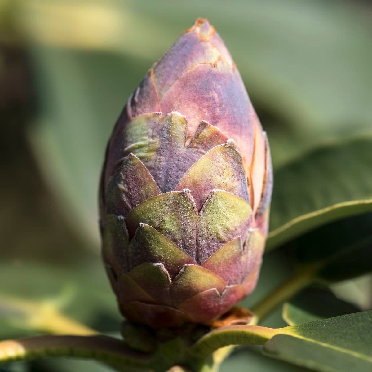Rhododendron 23