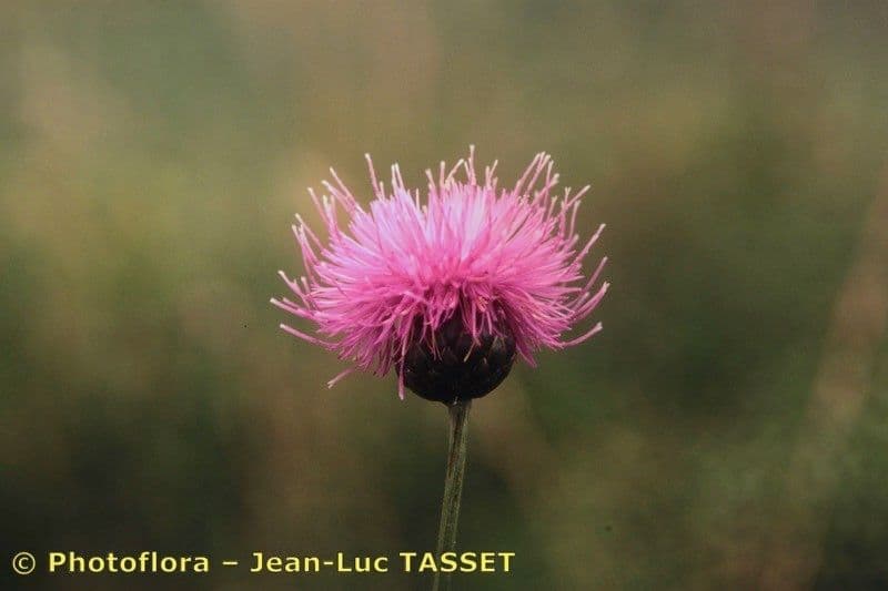 Klasea lycofolia 5