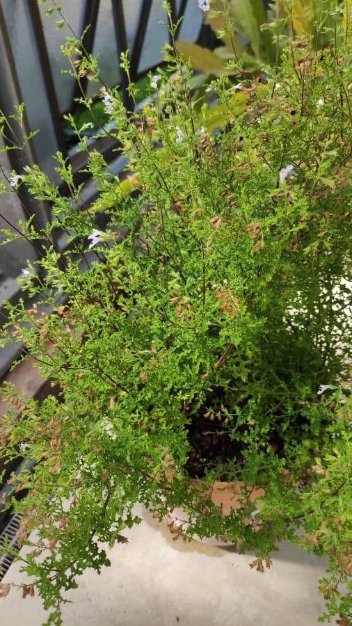 Salvia 6