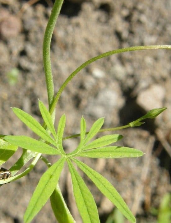 Ipomoea ternifolia 11