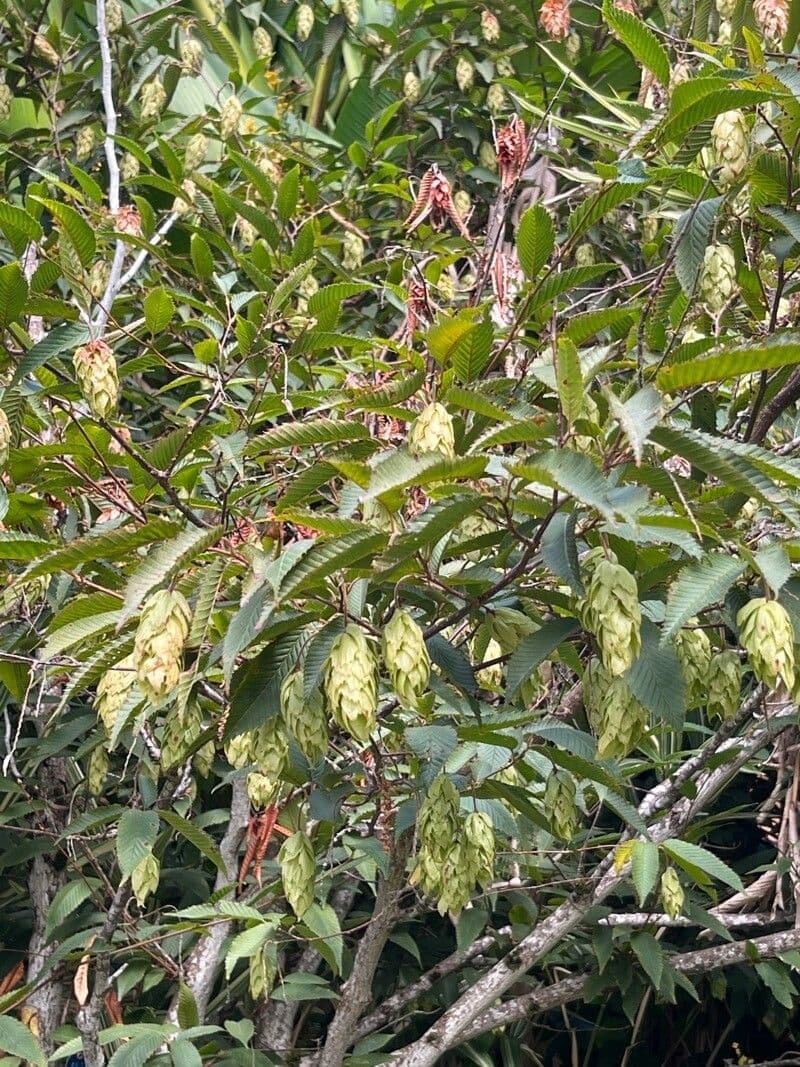 Carpinus japonica 16