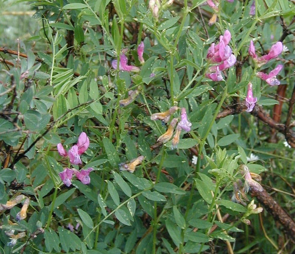 Hrach brachycalyx 9