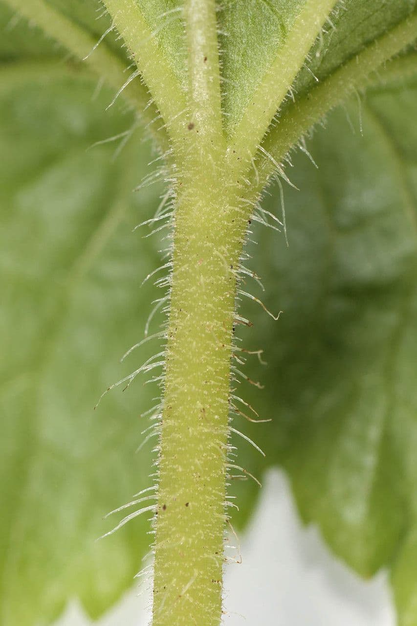 Tellima grandiflora 25