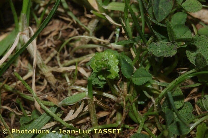 Hydrocotyle sibthorpioides 3