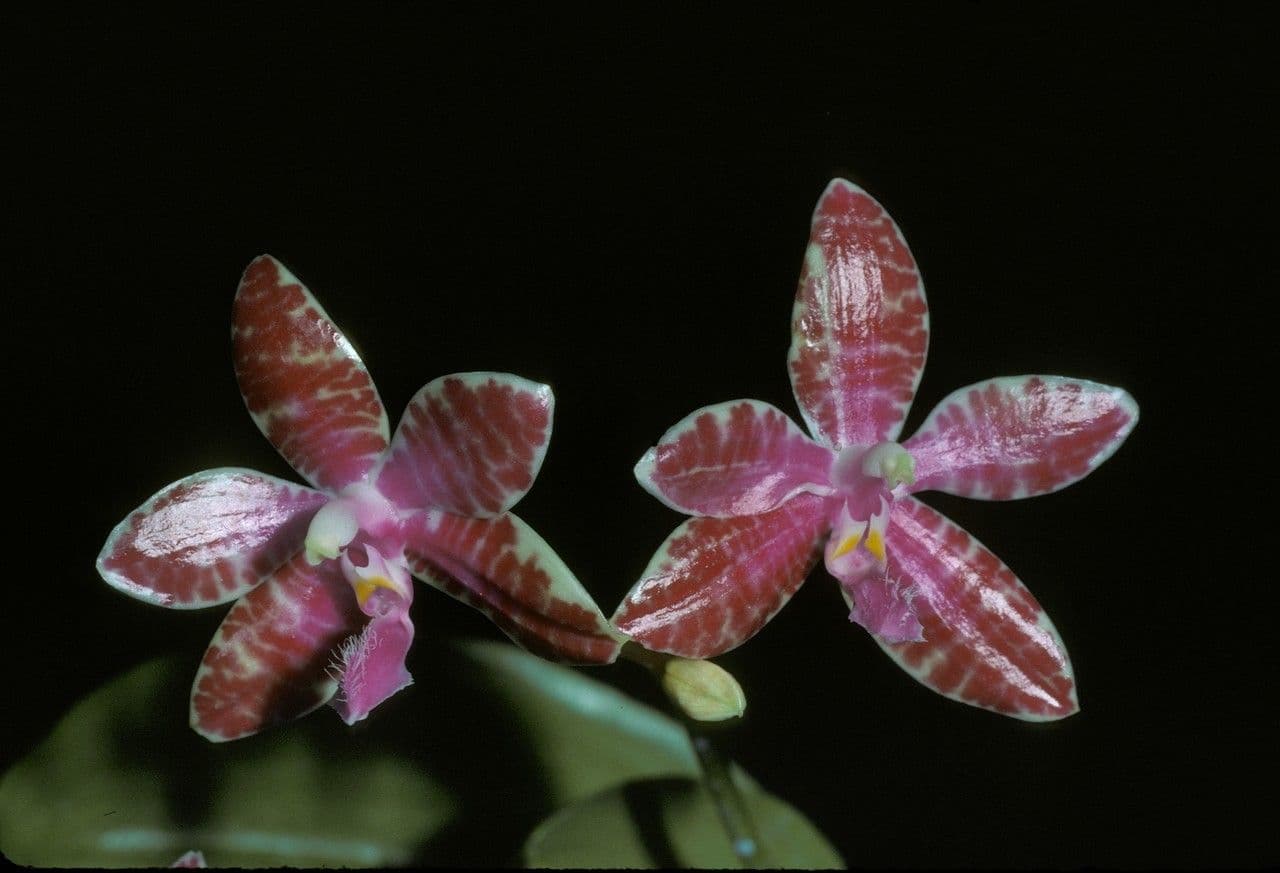 Phalaenopsis di Lueddemann 2
