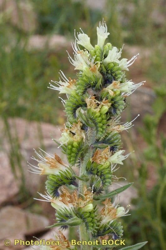 Buglossa gialla 3