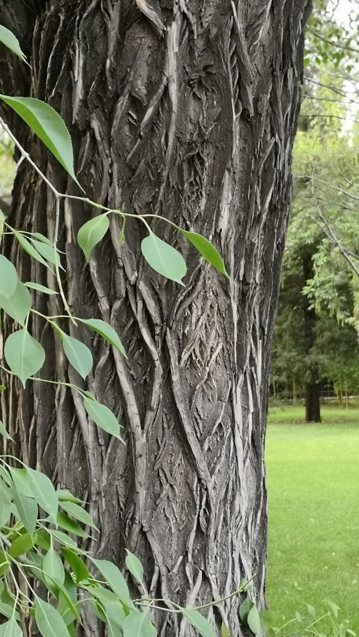 Euonymus maackii 18