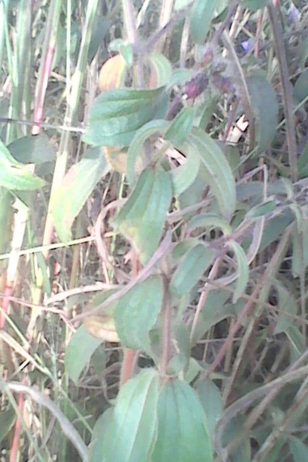 Rosettea 6
