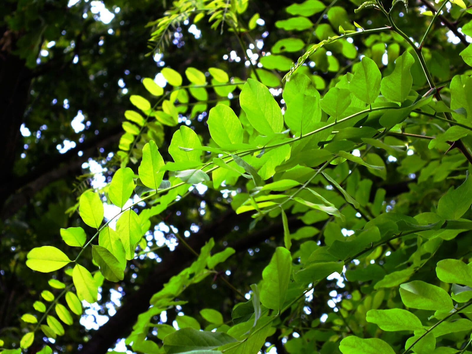 Robinia viscosa 18