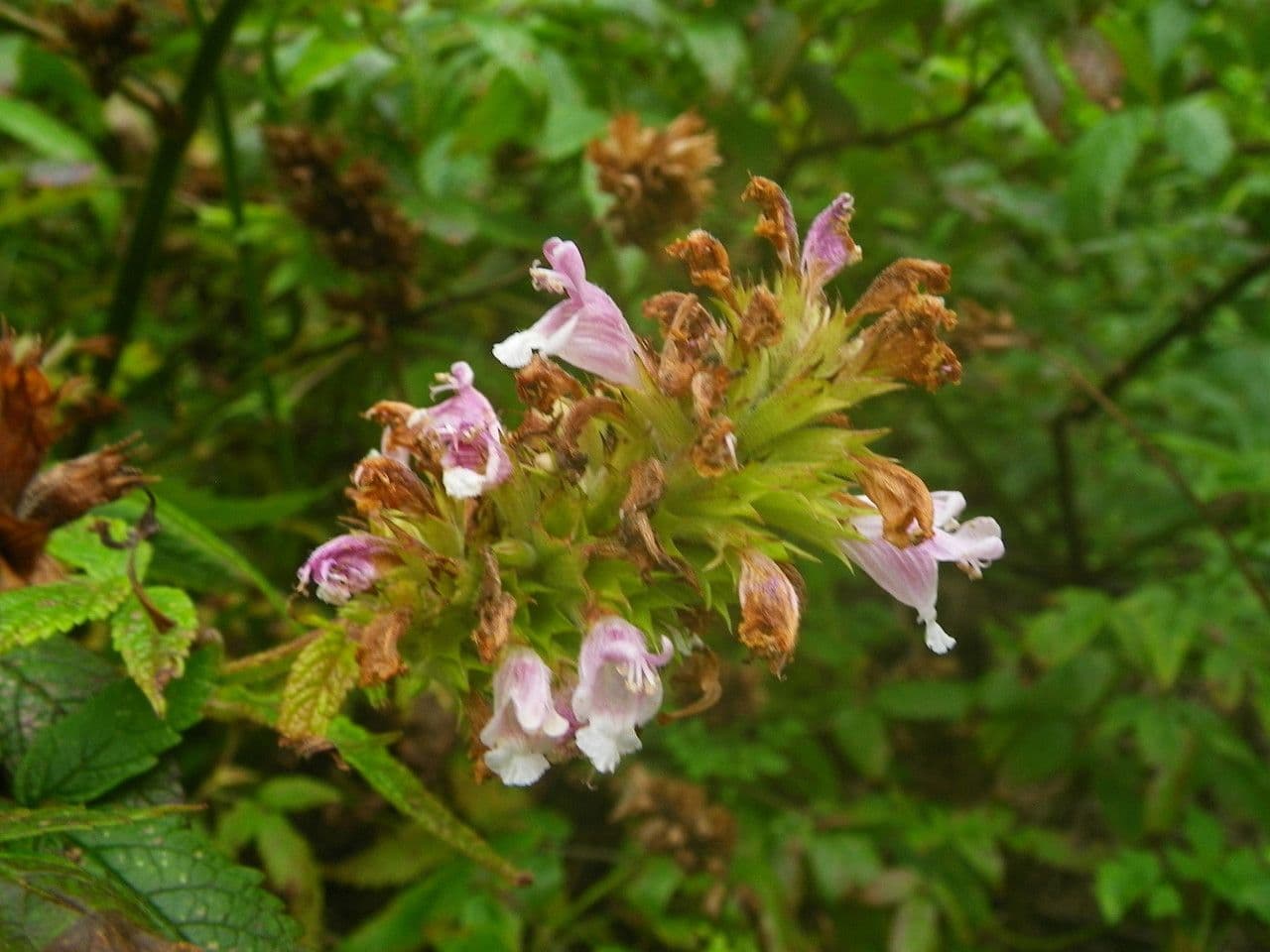 Cedronella canaria 3