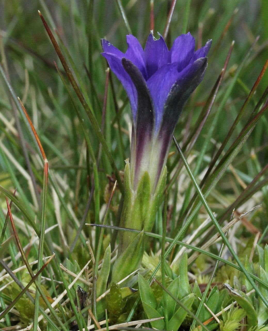 Goryczka 8