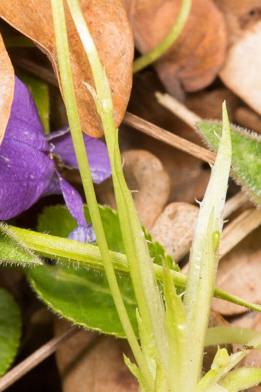 Viola pelosa 20
