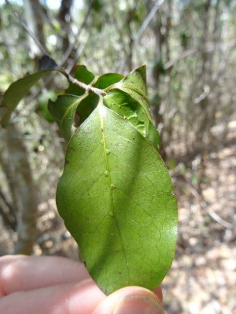 Tinadendron 2