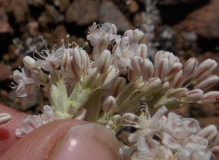 Blue mountain buckwheat 8