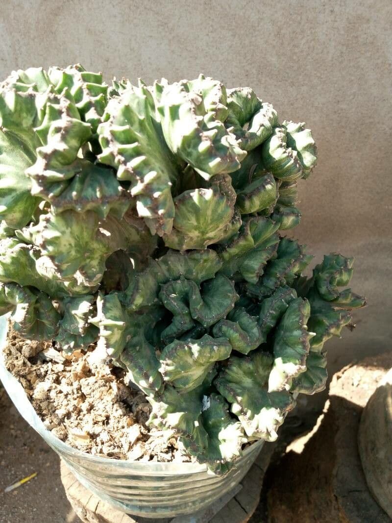 Euphorbe candélabre 3