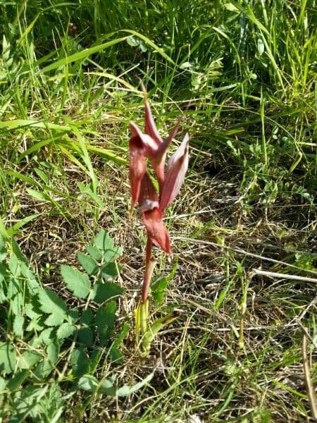 Serapias parviflora 19