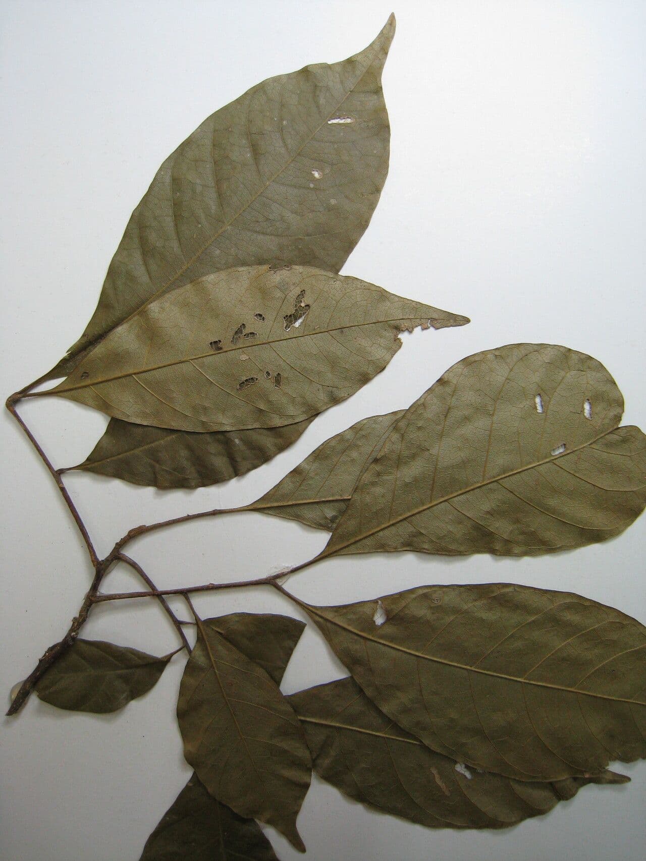 Trichilia 21