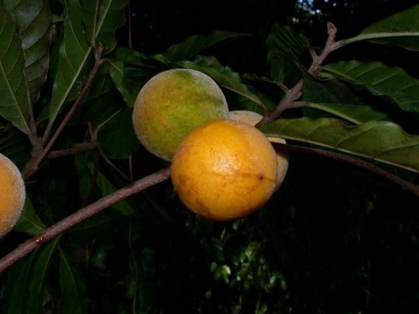 Pouteria durlandii
