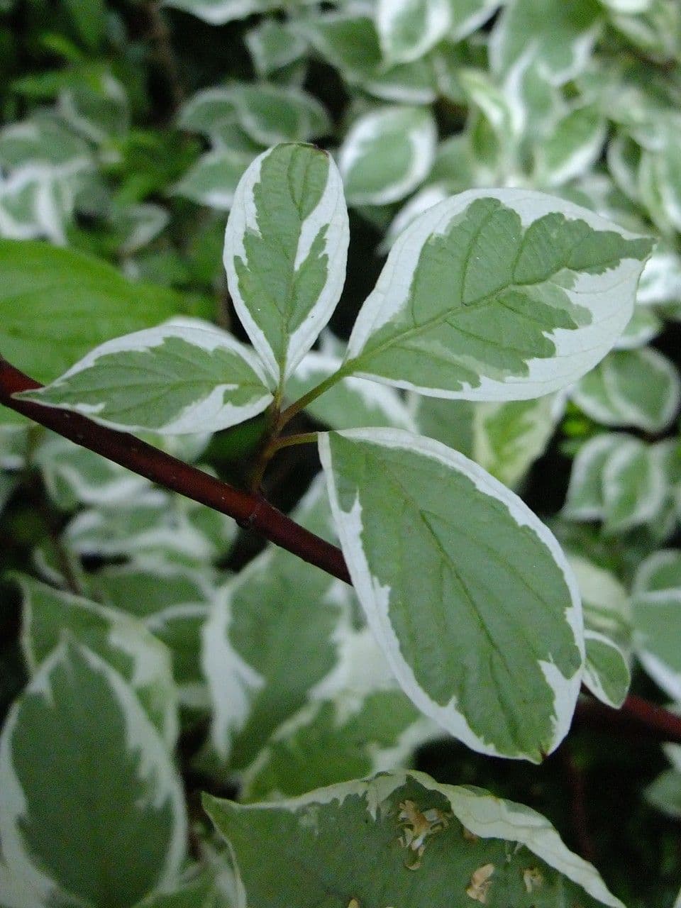 Cornejo blanco 27