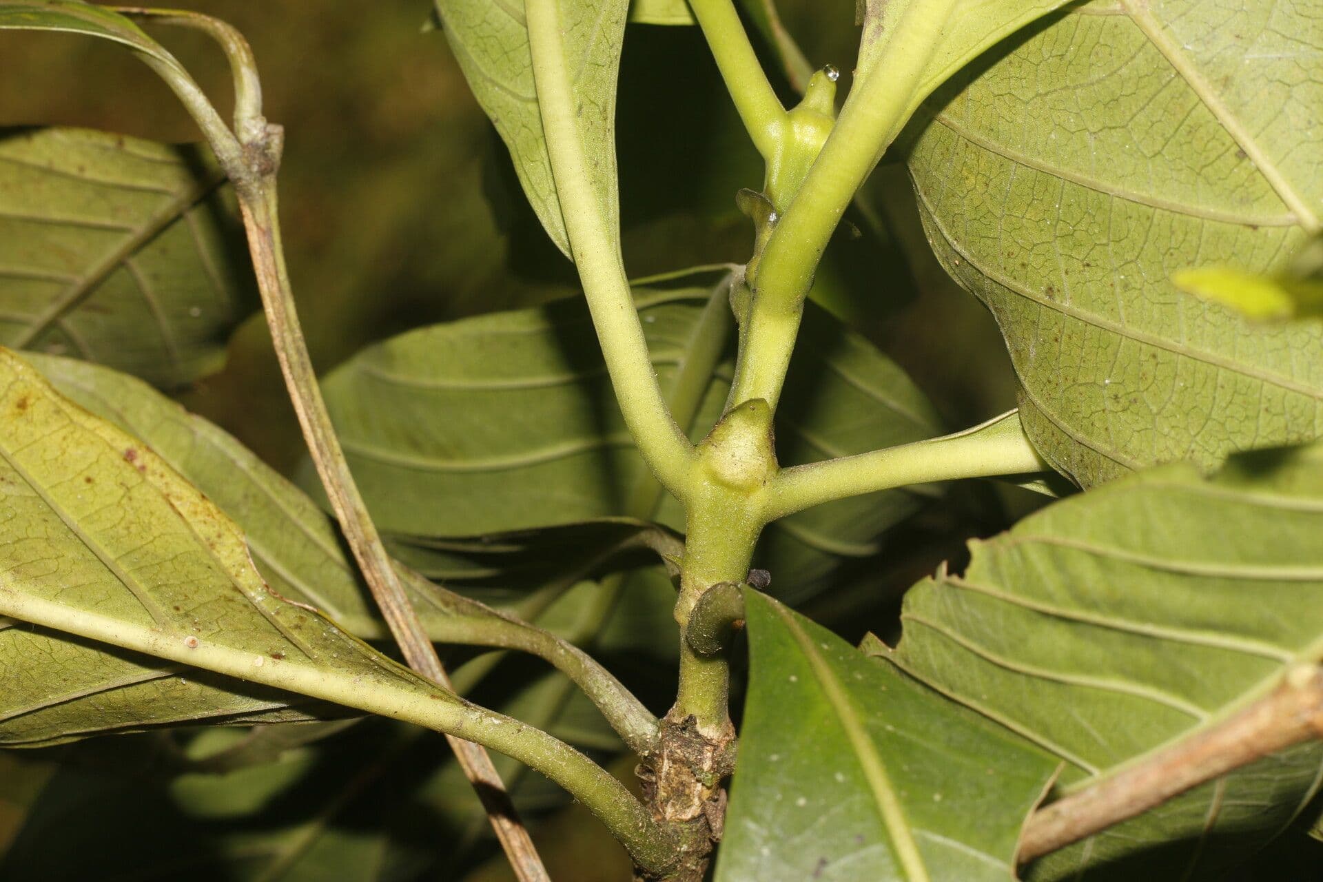 Morinda 9