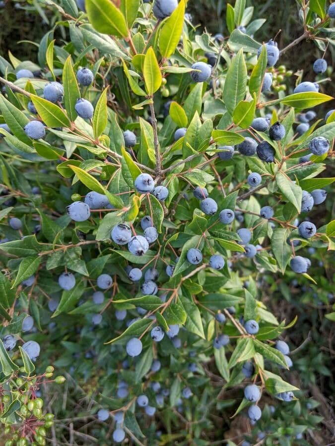Mirto