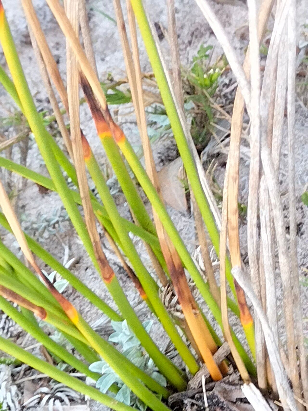 Ficinia nodosa 4