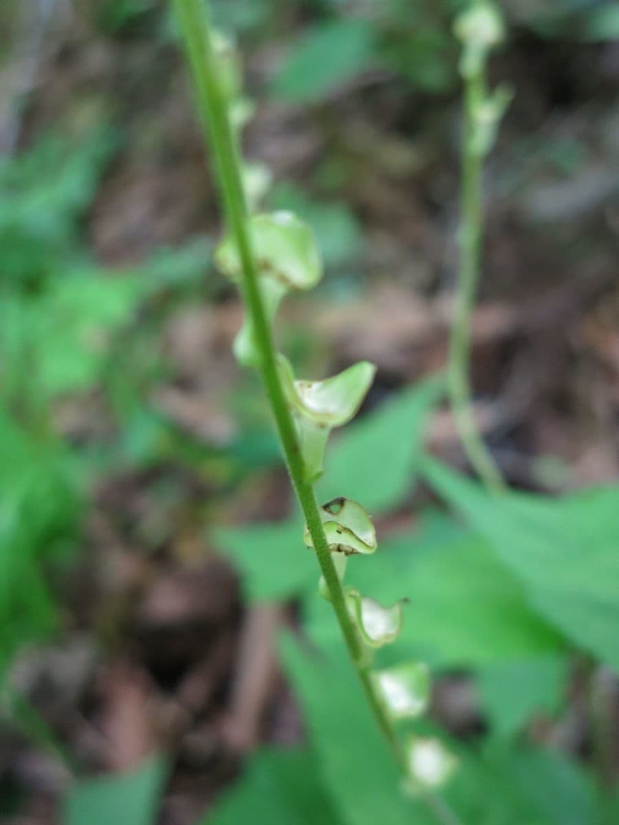 Mitella diphylla 22