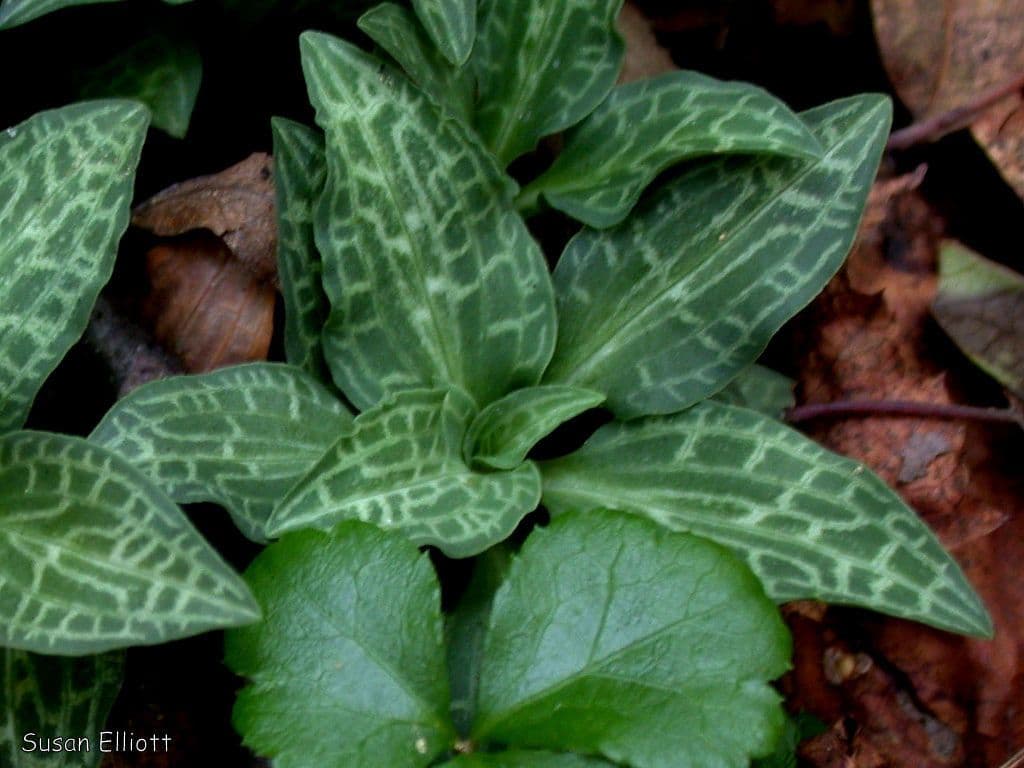 Goodyera tesselata 10