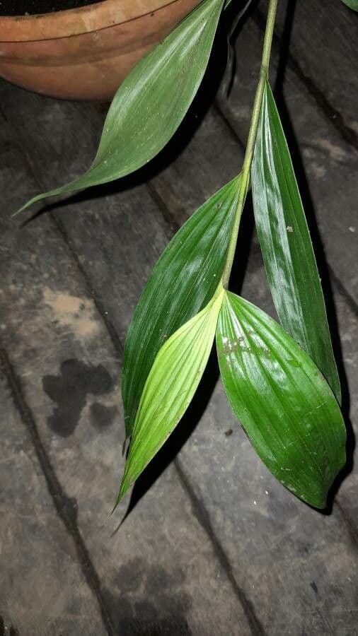 Sobralia 11