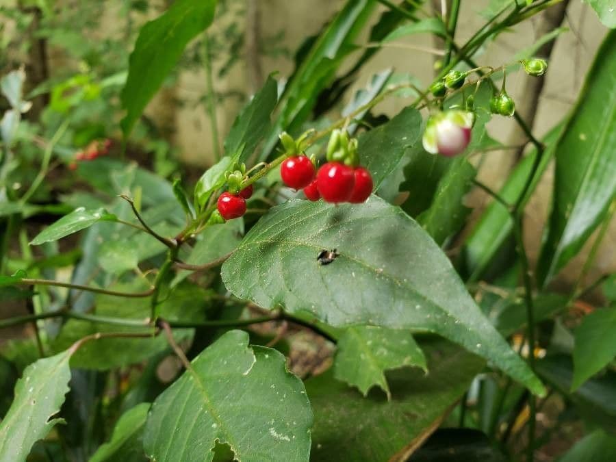Rivina 4