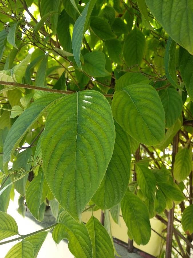 Mussaenda pubescente 12