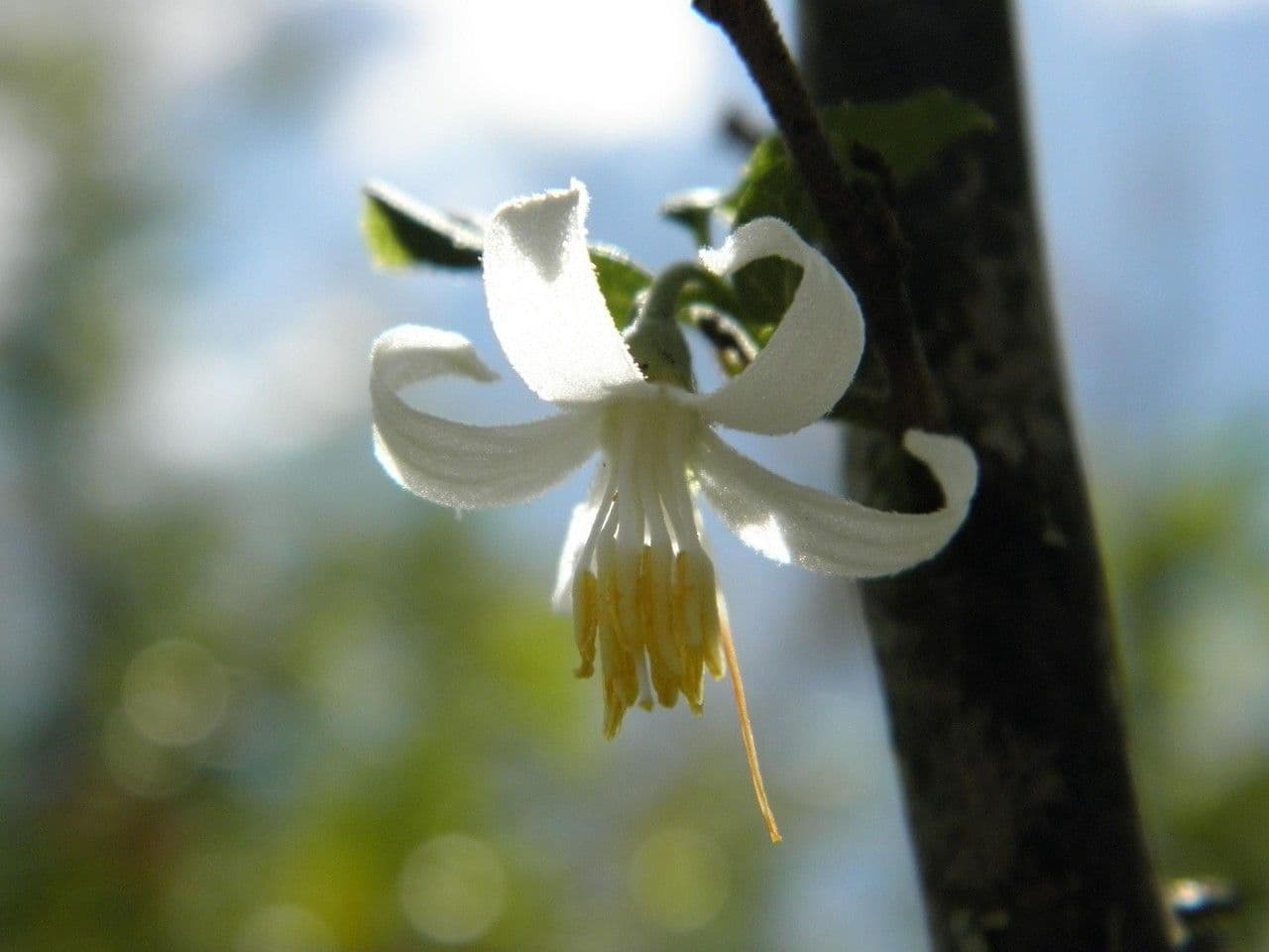 Styrax americký 4