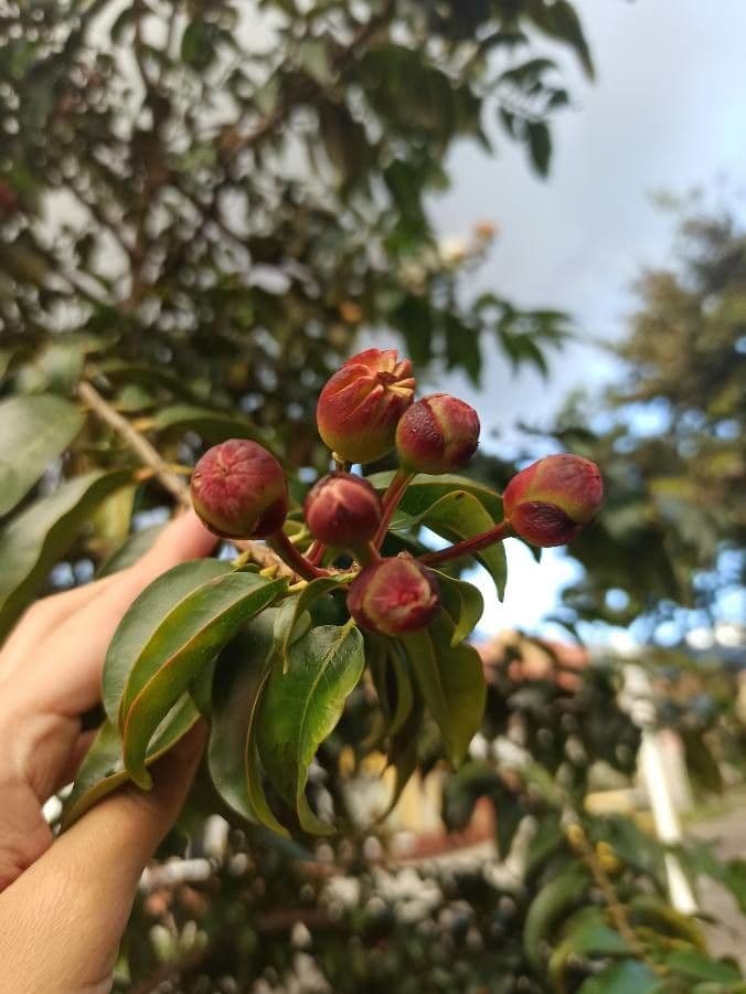 Lafoensia acuminata 2