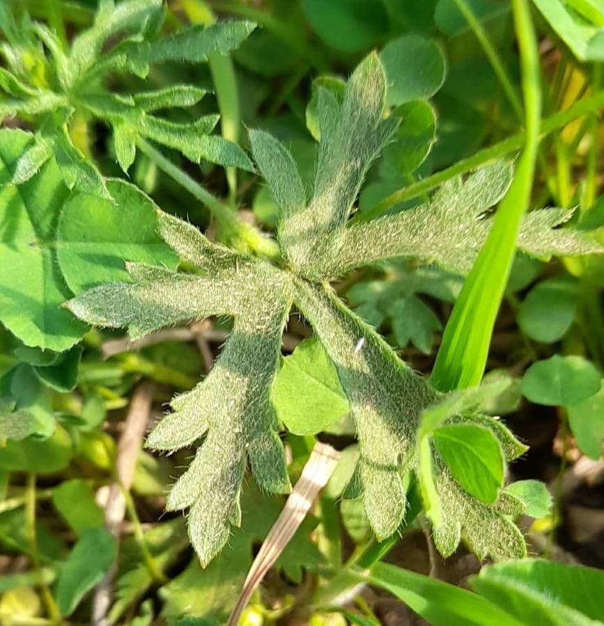 Modiolastrum 8