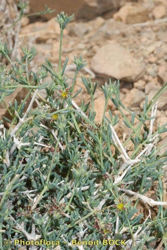 Gymnocarpos 8