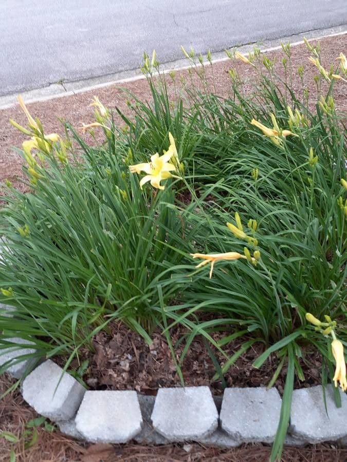 Hemerocallis minor 13