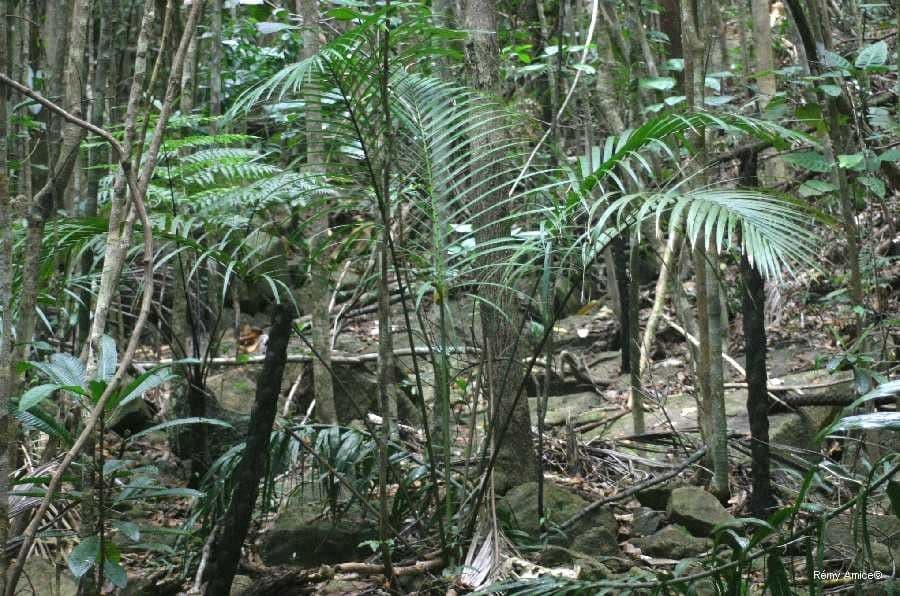 Kentiopsis